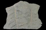 Pennsylvanian Fossil Fern (Sphenopteris) Plate - Kentucky #158676-1